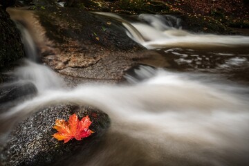 Ein rotes Ahornblatt liegt auf einem Stein, dahinter sieht man das Wasser eines Flusses und weitere Steine