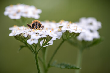 Eine Biene schl&auml;ft auf einer wei&szlig;en Bl&uuml;te und schaut frontal in die Kamera