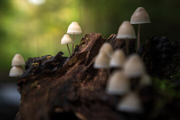 Pilze wachsen auf einem St&uuml;ck Holz im Hintergrund ist Wald zu sehen