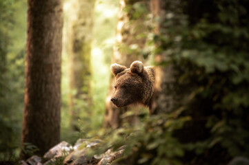 Ein Braunb&auml;r streift durch die W&auml;lder, nur sein Kopf ist zwischen den Bl&auml;ttern zu sehen