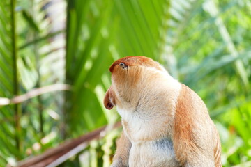 Photo picture of a beautiful monkey nasach Nasalis larvatus against the backdrop of the tropical island jungle.