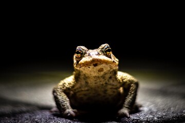 Eine Kr&ouml;te sitzt in der Nacht am Betonboden und schaut in die Kamera