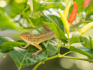 A chameleon perched on a chili tree in the morning
