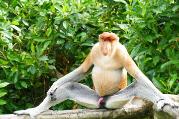 Photo picture of a beautiful monkey nasach Nasalis larvatus against the backdrop of the tropical island jungle.