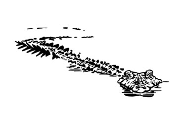 Graphical crocodile in water isolated on white background, vector illustration