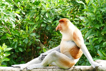 Photo picture of a beautiful monkey nasach Nasalis larvatus against the backdrop of the tropical...