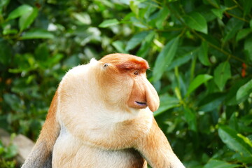 Naklejka premium Photo picture of a beautiful monkey nasach Nasalis larvatus against the backdrop of the tropical island jungle.