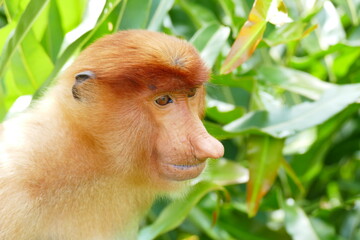 Fototapeta premium Photo picture of a beautiful monkey nasach Nasalis larvatus against the backdrop of the tropical island jungle.