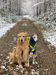 犬と山と散歩ハイキング