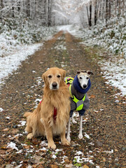 犬と山と散歩ハイキング