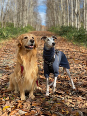 犬と山と散歩ハイキング