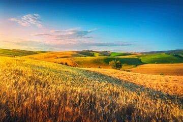 Tuscany countryside panorama, rolling hills and wheat fields at sunset. Pisa, Italy © stevanzz