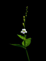 small white flower on black background