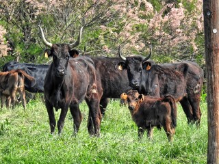 Taureaux de Camargue
