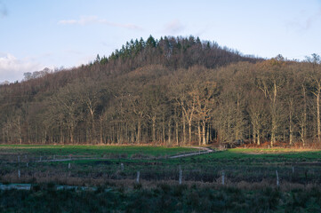 Sunlit forest with no leaves and hill in the rural area of the nature reserve Fyledalen in Sk&aring;ne, Sweden