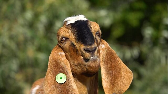 Anglo-Nubian Goat female is eating and drooling from the pleasure of eating. slow motion