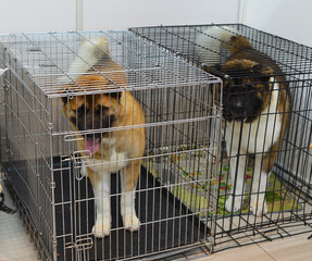  Two purebred dogs in metal cages. dog show. Dog shelter. The relationship between humans and animals. Experiments on animals.