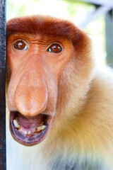 Naklejka premium Photo picture of a beautiful monkey nasach Nasalis larvatus against the backdrop of the tropical island jungle.