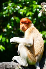 Photo picture of a beautiful monkey nasach Nasalis larvatus against the backdrop of the tropical island jungle.