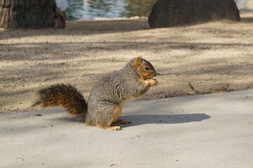 squirrel eating nut
