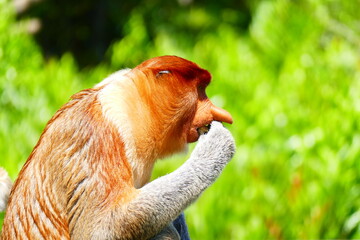 Naklejka premium Photo picture of a beautiful monkey nasach Nasalis larvatus against the backdrop of the tropical island jungle.