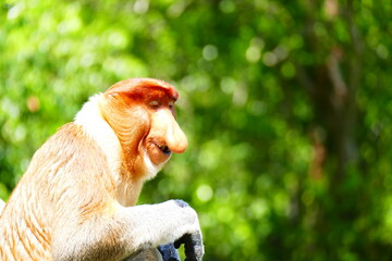 Fototapeta premium Photo picture of a beautiful monkey nasach Nasalis larvatus against the backdrop of the tropical island jungle.
