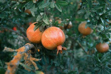 Two unripe pomegranate fruit hanging on a tree. mood photography with calm colors