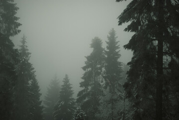 Pine trees in cold, winter fog. Mysterious, nostalgic forest. Raw atmosphere of nature.