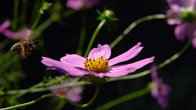 A bee sits on a Kosmeya flower on a black background. slow motion.