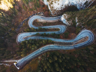 curvy road among pine forest