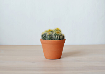 Mammillaria green house plant in brown pot on wooden desk over white	