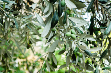 The fruits of green olives hang on the branches of the tree 