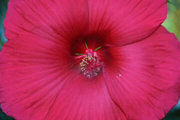 Großer Hibiskus © Asray Laleike