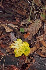 Ahornblatt