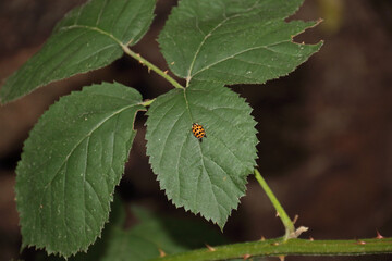 asiatischer Marienkäfer