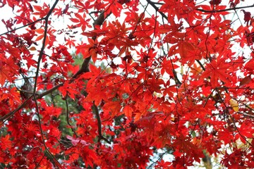 もみじ　秋　紅葉　風景