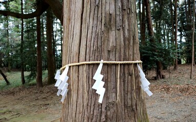 秋　木　紙垂　ご神木　神社　風景