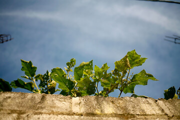 vineyard in region