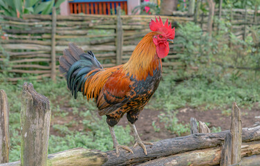 Beautiful domesticated Red Junglefowl Rooster standing with sheer dominance like alpha male on fence of an organic free range poultry farm ranch in morning hours. Healthy, adult and beautiful cockerel