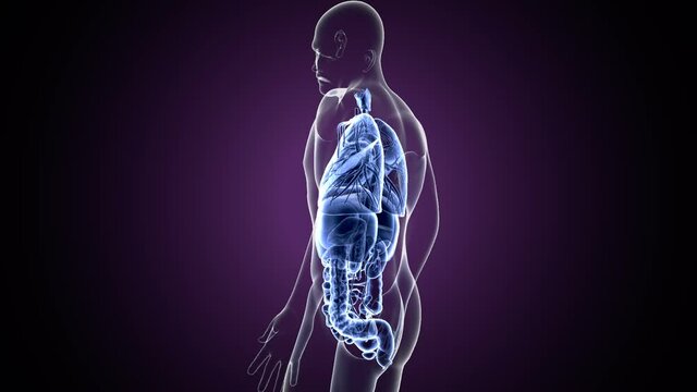 3d illustration of human digestive system anatomy .