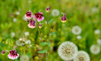 wild columbines and faded dandelions in nature, selective focus