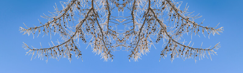 Snow-covered dry brown larch branches with small cones against the blue sky. Selective focus.Panoramic view, copy of the space.