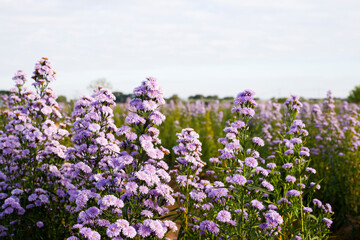 Fototapeta premium Purple margaret garden Full bloom