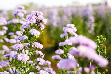 Purple margaret garden Full bloom