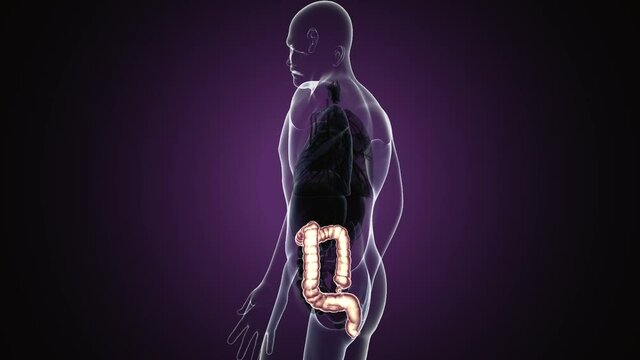 large intestine 3d illustration human digestive system