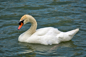 Swan in the water