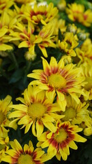photo of sun flowers in the garden