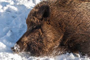 Wild Boar In The Snow
