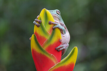 Dumpy frog, green tree frog