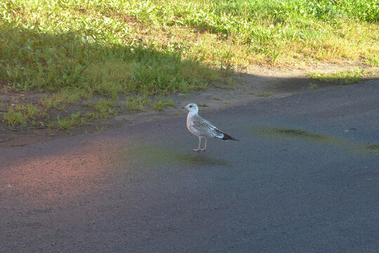 A seagull chick studies outside the nest, walks in the city on wet asphalt.
